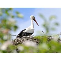 3110_7238 Weissstorch im Nest - Hamburg Vierlande. | Fruehlingsfotos aus der Hansestadt Hamburg; Vol. 2